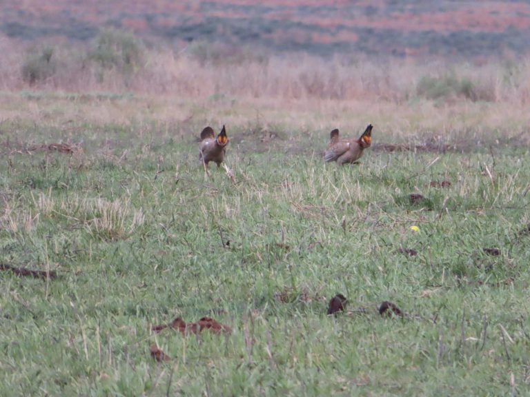 Lesser prairie-chickens during a lek in April on the Gardiner Angus Ranch, Ashland, Kansas. (Photo courtesy of Michael Smith.)