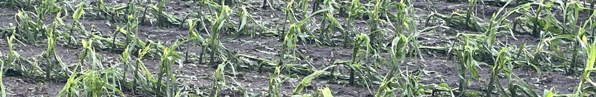 Corn plants stripped of their leaves from hail damage. (Photo by Gentry Sorenson, Iowa State University.)