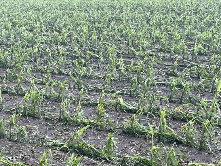Corn plants stripped of their leaves from hail damage. (Photo by Gentry Sorenson, Iowa State University.)