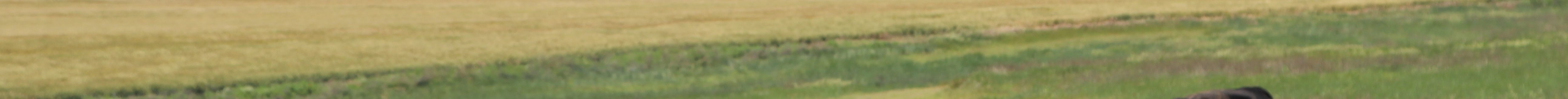 Easing of drought conditions will help boost livestock production. (Journal photo by Dave Bergmeier.)