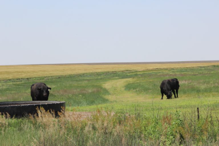 Easing of drought conditions will help boost livestock production. (Journal photo by Dave Bergmeier.)