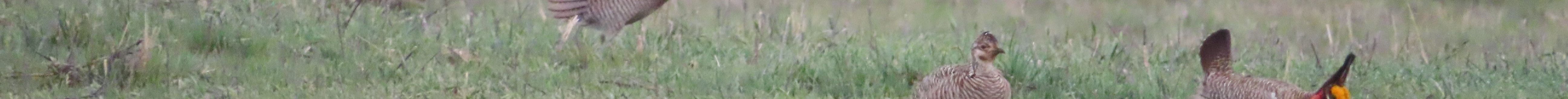 Lesser prairie-chickens during a lek in late April. (Photo courtesy of Michael Smith.)