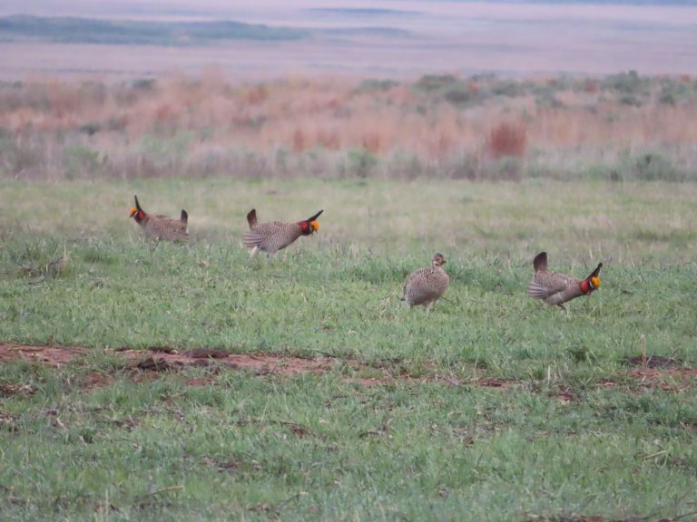 Lesser prairie-chickens during a lek in late April. (Photo courtesy of Michael Smith.)