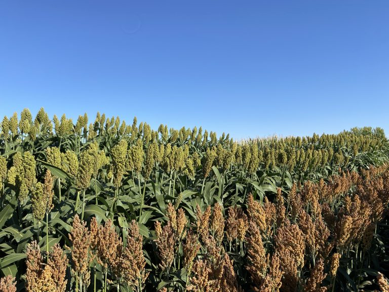 (Photo courtesy of Sorghum Checkoff.)