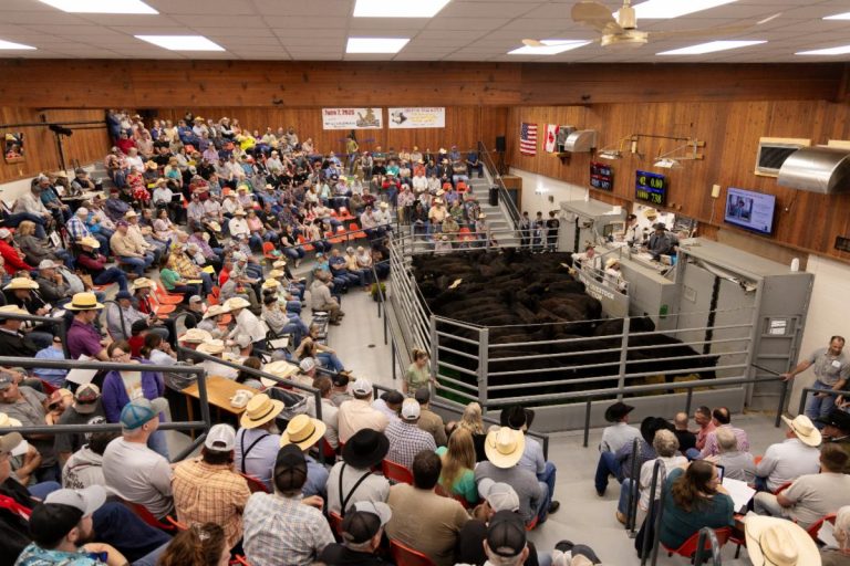 Championship sale day at the Dunlap Livestock Auction, Dunlap, Iowa. (Courtesy photo.)