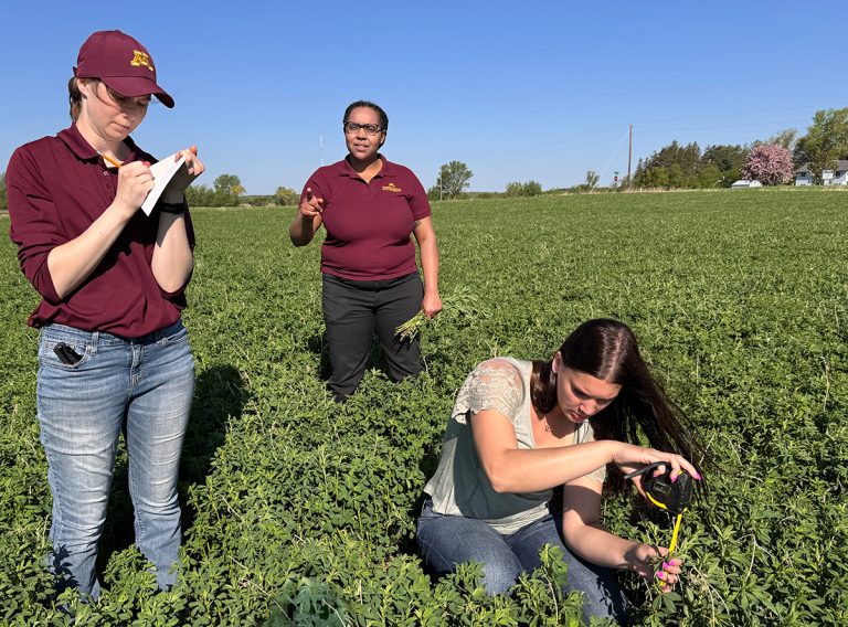 Left to right: Jackie Estrem, Extension sustainable agriculture educator; Dana Adams, Extension livestock educator; and Lily Dahler, Extension agriculture and natural resources intern, take measurements and a scissors cut in Benton County. (University of Minnesota Extension)