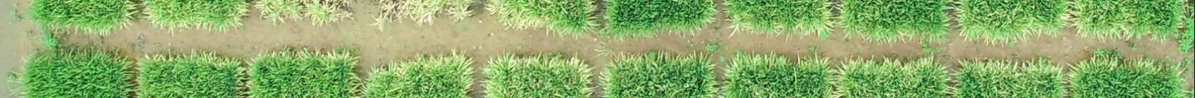 Rice injury 10 weeks after emergence. (Photo courtesy of University of Arkansas Extension.)