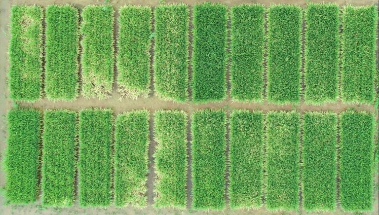 Rice injury 10 weeks after emergence. (Photo courtesy of University of Arkansas Extension.)