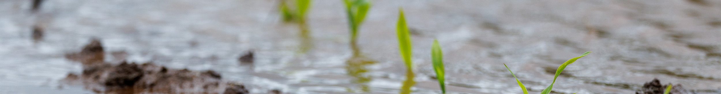 Oklahoma gardeners are holding out hopes of warmer, sunnier weather as water-logged soil causes issues in their gardens. (Photo by Mitchell Alcala, OSU Agriculture)