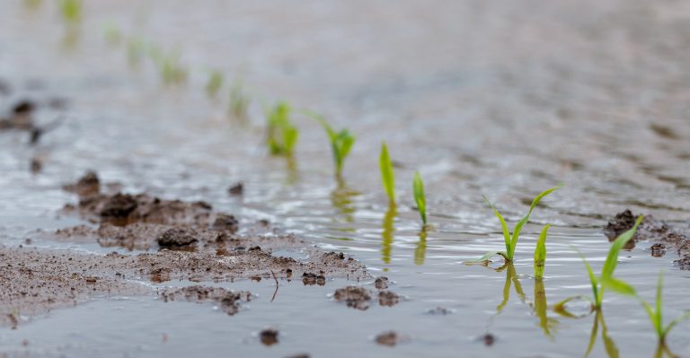 Oklahoma gardeners are holding out hopes of warmer, sunnier weather as water-logged soil causes issues in their gardens. (Photo by Mitchell Alcala, OSU Agriculture)