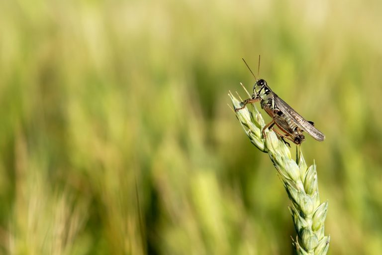 A grasshopper clinging to a grain stalk. (iStock │ #186865286 - Spauln)