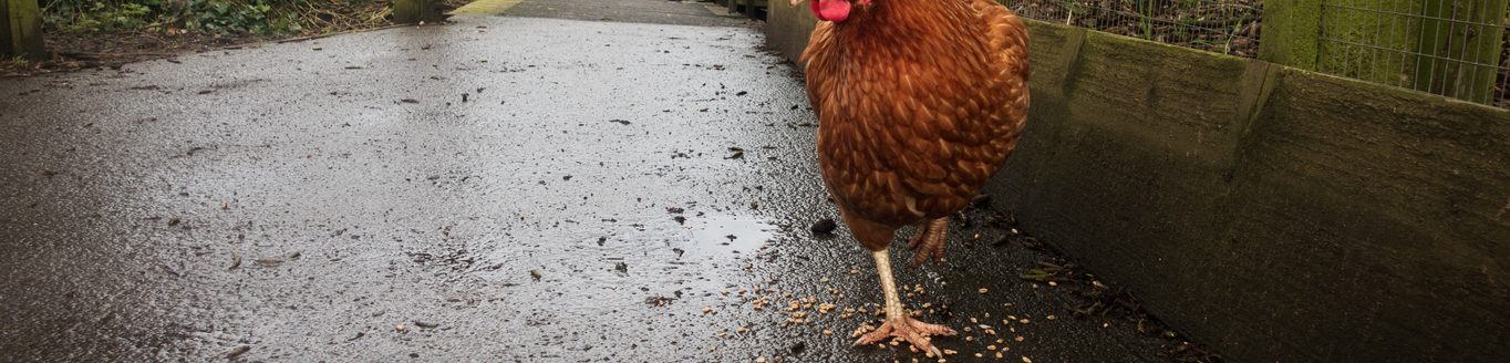 A small brown hen with vibrant red comb and wattle, walking among bird seed on a wet farmyard path. (iStock │ #2037887018 - Liam Slade)