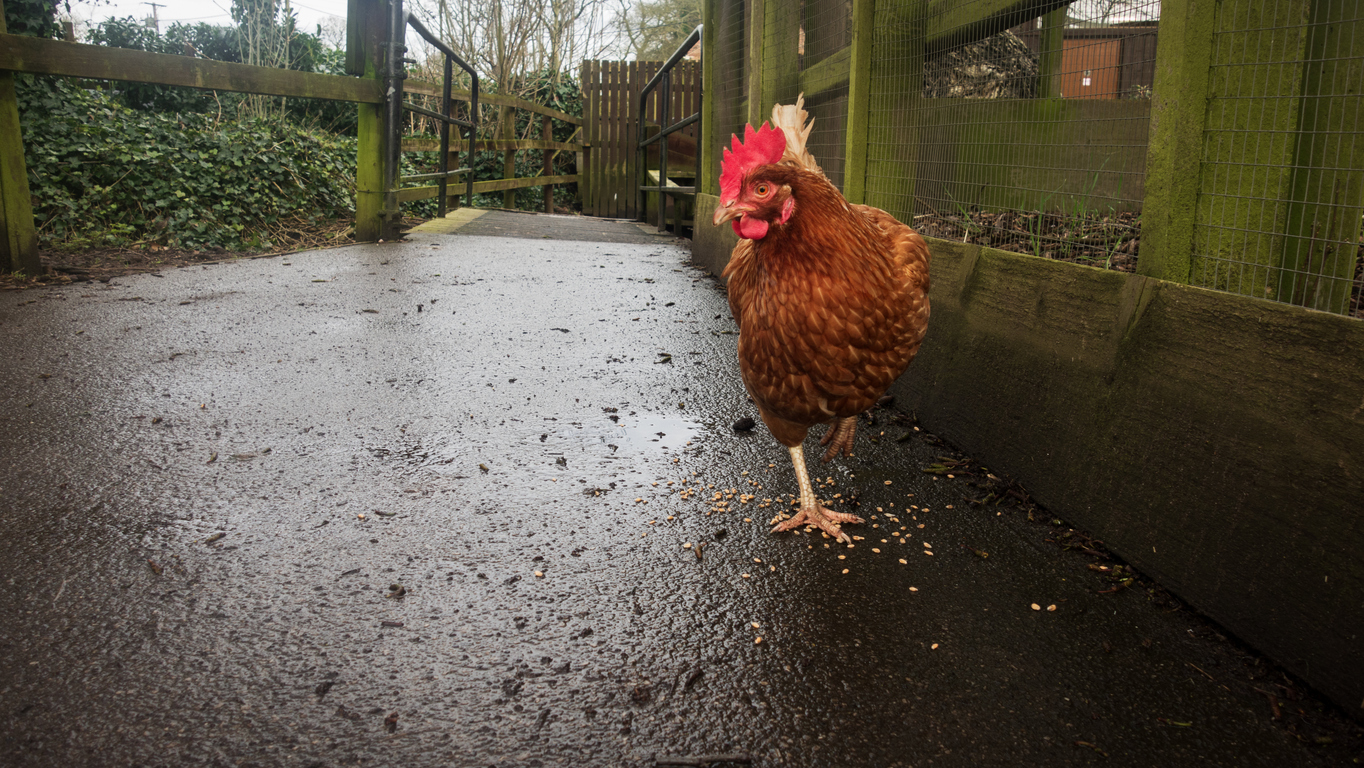 A small brown hen with vibrant red comb and wattle, walking among bird seed on a wet farmyard path. (iStock │ #2037887018 - Liam Slade)