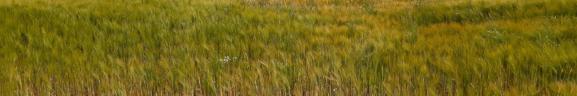 Heavy and persistent rainfall led to this crop field being partially flooded. (iStock │ #2157109168 - Sophonibal)