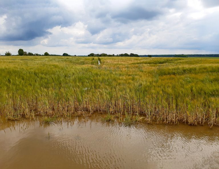 Heavy and persistent rainfall led to this crop field being partially flooded. (iStock │ #2157109168 - Sophonibal)