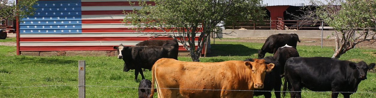 Old Glory adds a pop of color behind these cows grazing in northwest Iowa. (iStock │ #505720290 - DarcyMaulsby)