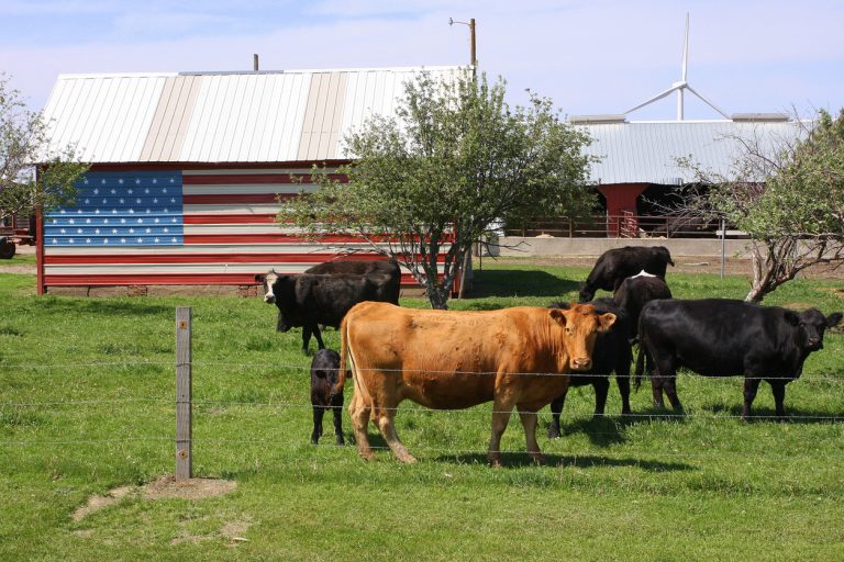 Old Glory adds a pop of color behind these cows grazing in northwest Iowa. (iStock │ #505720290 - DarcyMaulsby)