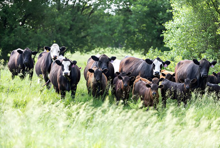 Cattle grazing out on summer pastures can be susceptible to tick exposure said the experts at the K-State Beef Cattle Institute. (K-State Research and Extension news service)