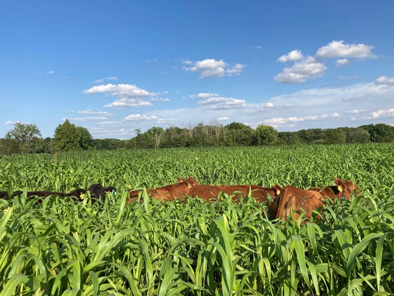Cows grazing on sudangrass (Iowa State University Extension)