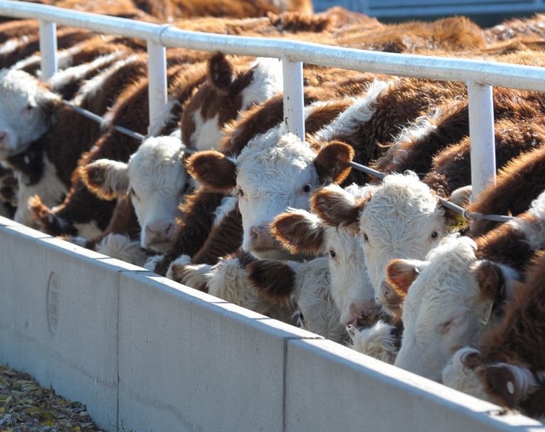 Cattle feedlot (K-State Research and Extension)