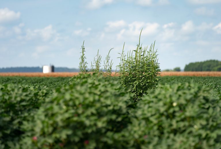 An abundance of moisture in some areas has left producers fighting weeds that have outgrown the crop canopy. (Laura McKenzie/Texas A&M AgriLife)