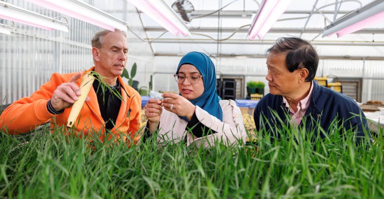 Members of the Wheat Improvement Team, Brett Carver, Meriem Aoun, and Liuling Yan pose for a photo in Aoun’s greenhouse at Oklahoma State University in Stillwater on Jan. 17. (Photo by Mitchell Alcala/OSU.)