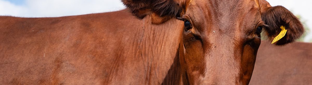 Cattle and other livestock can suffer from sun exposure, bacterial infections and increased activity of parasite-carrying insects during the summer. The Texas A&M Veterinary Medical Diagnostic Laboratory offers guidance on what to look for and how to treat. (Hannah Harrison/Texas A&M AgriLife)