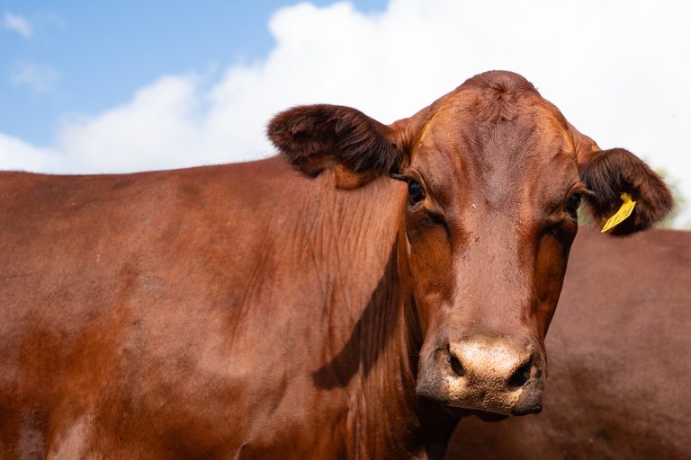 Cattle and other livestock can suffer from sun exposure, bacterial infections and increased activity of parasite-carrying insects during the summer. The Texas A&M Veterinary Medical Diagnostic Laboratory offers guidance on what to look for and how to treat. (Hannah Harrison/Texas A&M AgriLife)