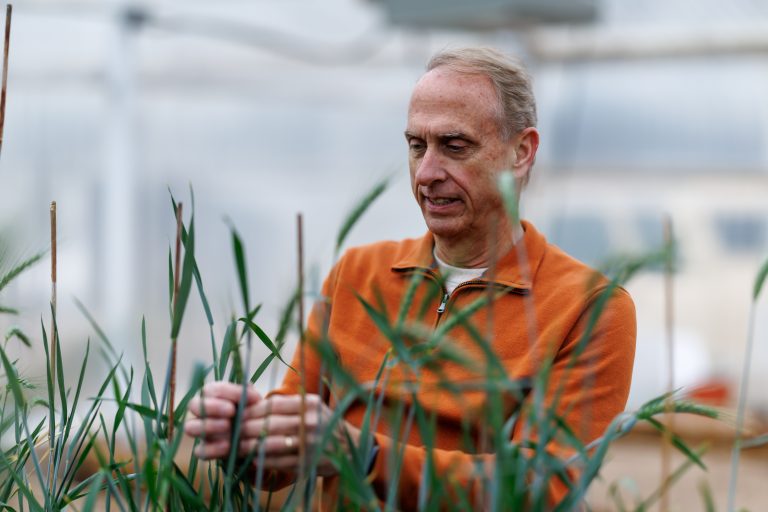 Oklahoma State University’s Brett Carver is working to bring added value to the wheat industry. (Photo credit to Mitchell Alcala, OSU Agriculture.)