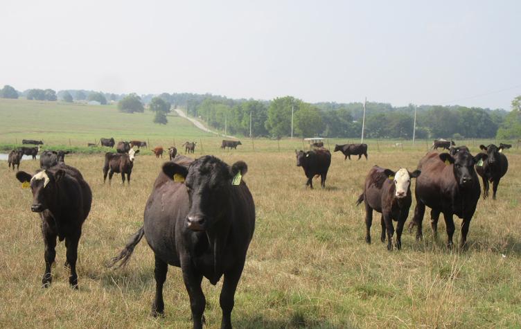 Cows in a pasture (University of Missouri Extension)
