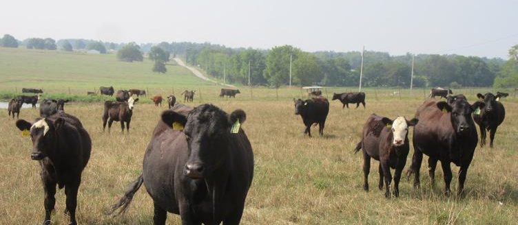 Cattle in pasture (University of Missouri File photo)