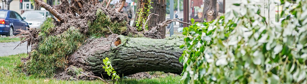 Storm damage causes a large mature tree to be broken and fell on the ground. (Adobe Stock │ #282727367 - spyrakot)