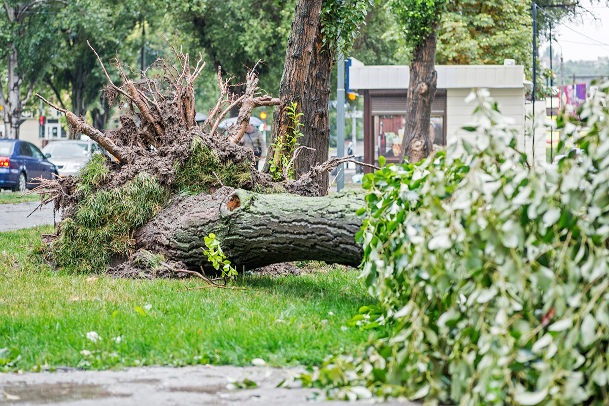 Storm damage causes a large mature tree to be broken and fell on the ground. (Adobe Stock │ #282727367 - spyrakot)