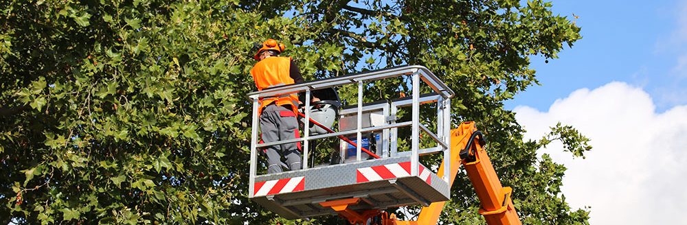 Tree pruning, tree care. (Adobe Stock │ #302968654 - U.J. Alexander)