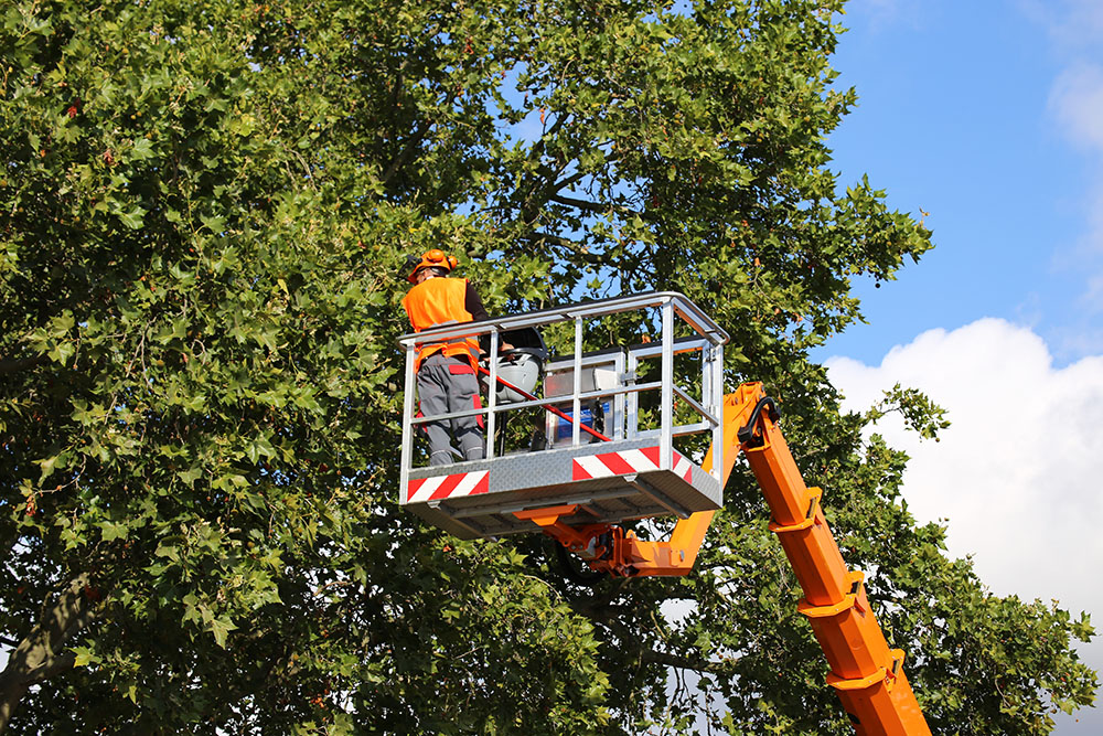 Tree pruning, tree care. (Adobe Stock │ #302968654 - U.J. Alexander)