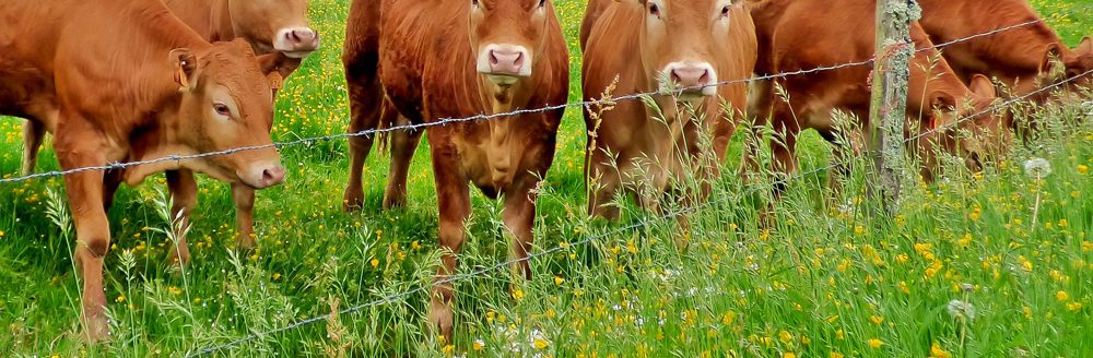 Young limousin cows on a pasture at a fence. (Adobe Stock │ #322324673 - yvonne)