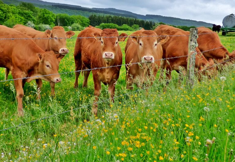 Young limousin cows on a pasture at a fence. (Adobe Stock │ #322324673 - yvonne)