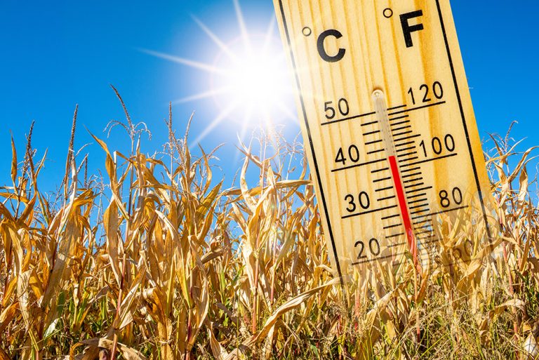 Heat in summer with high temperature and lack of water. (Adobe Stock │ #442377302 - Wolfilser)