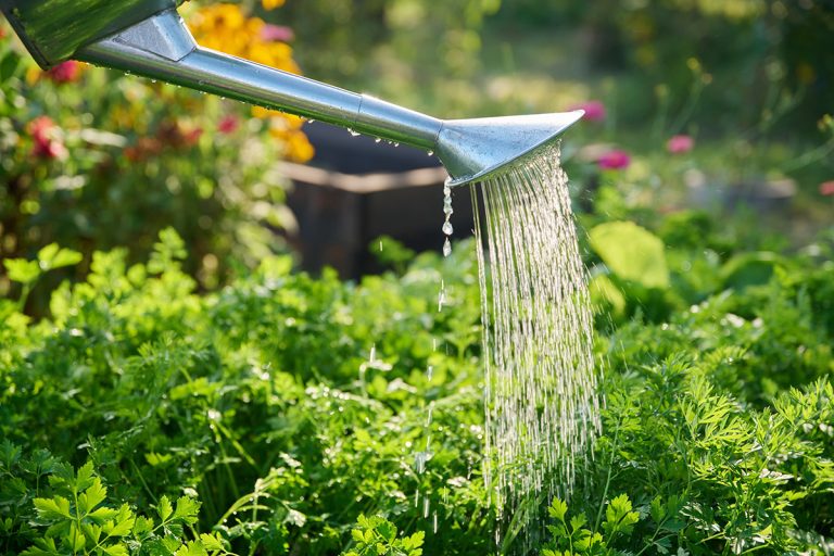 Watering a garden bed with watering can. (Adobe Stock │ #526862504 - Valerii Honcharuk)