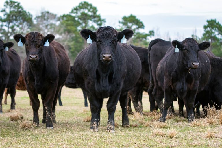 Heavily pregnant cow with herdmates. (Adobe Stock │ #594195930 - jackienix)