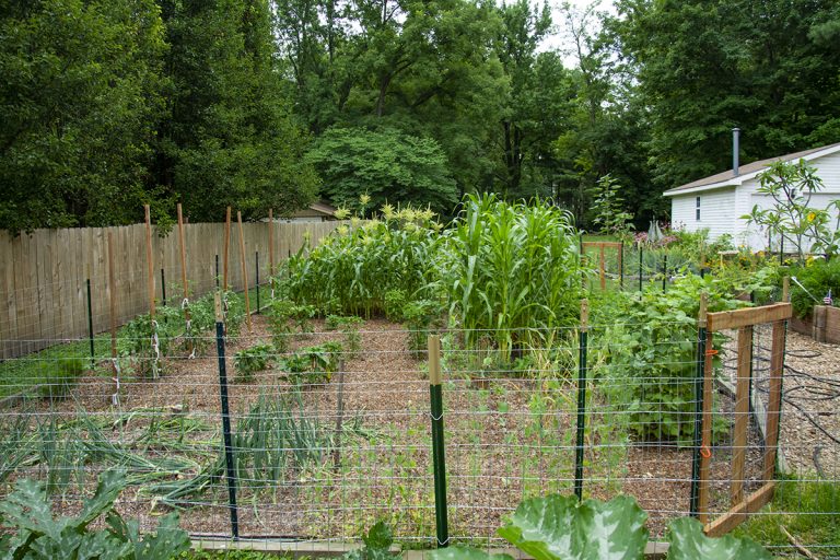 Learn what to look for and how to maintain backyard gardens, porch plants, and landscapes during the summer months. (Photo by Ken Johnson, Illinois Extension)