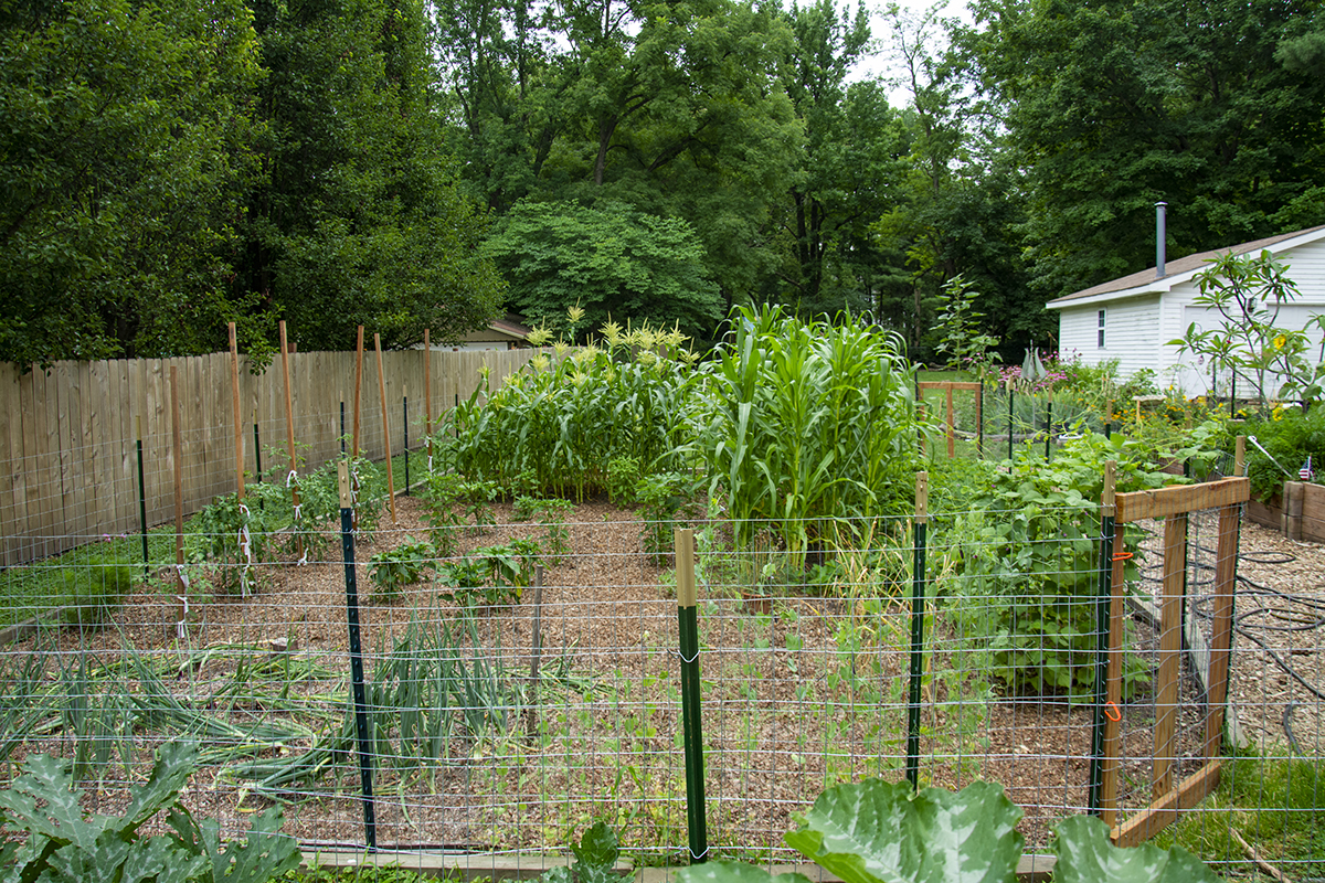 Learn what to look for and how to maintain backyard gardens, porch plants, and landscapes during the summer months. (Photo by Ken Johnson, Illinois Extension)