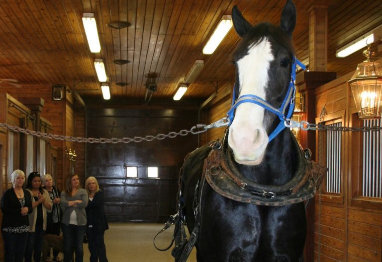 Beth Colbert Vail, Margaret Colbert, Amy Vail Barksdale, Sandy Freeland and Lauren Freeland Dowdy take a look at one of the Clydesdales (Lacey Vilhauer)