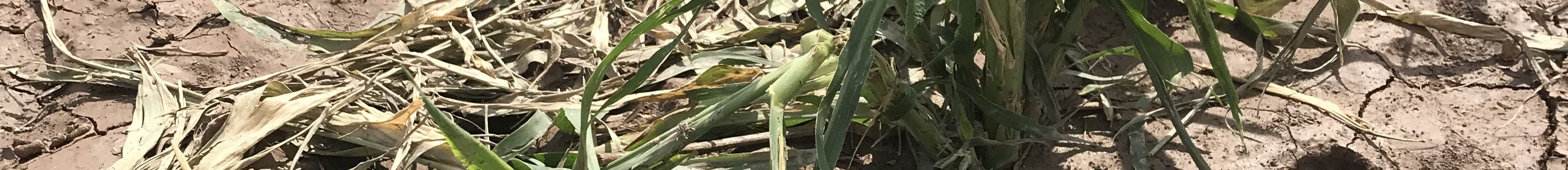 Photo courtesy of National Sorghum Checkoff.