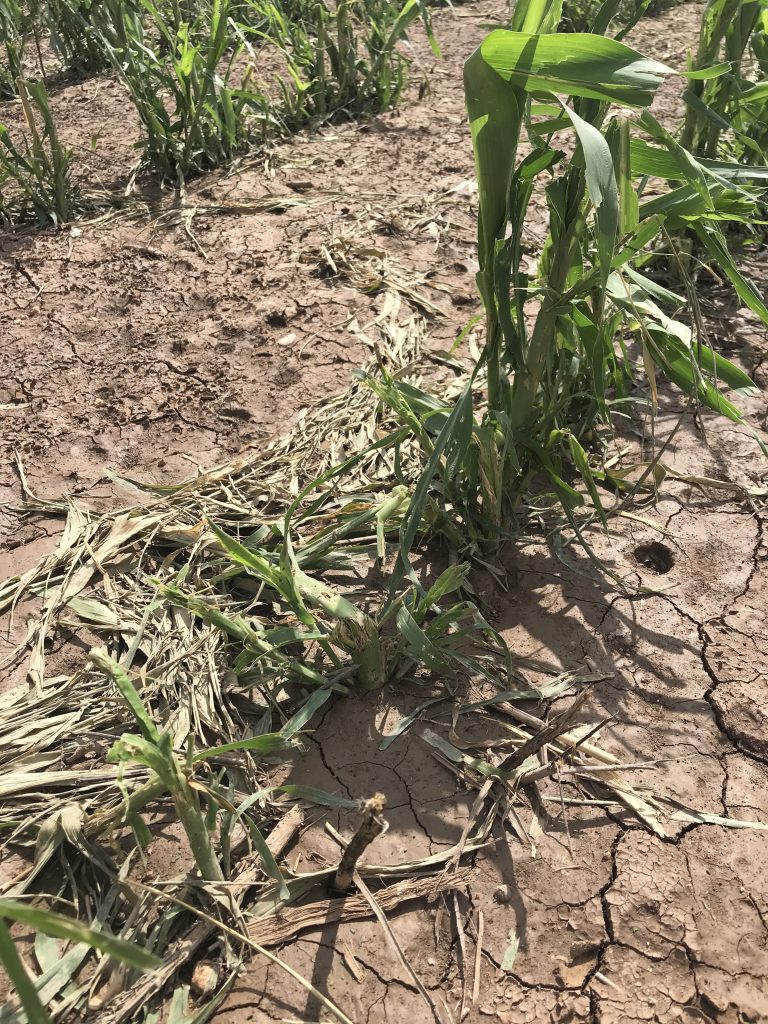 Photo courtesy of National Sorghum Checkoff.