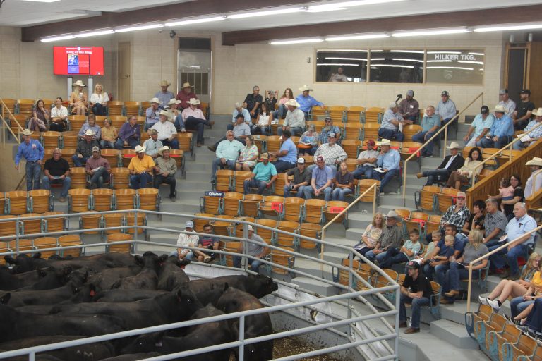 King of the Ring Sale was July 26 at Winter LIvestock, Dodge City, Kansas. (Journal photo by Dave Bergmeier.)