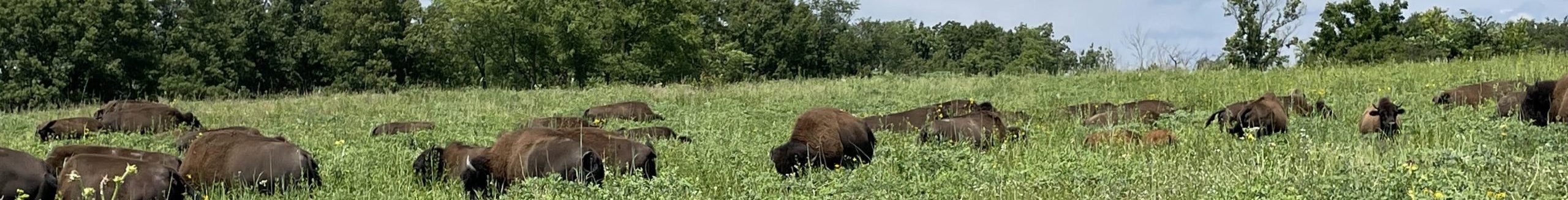 Jennifer Bell bison at Nachusa Grasslands (Photo: Jennifer Bell - University of Wyoming)