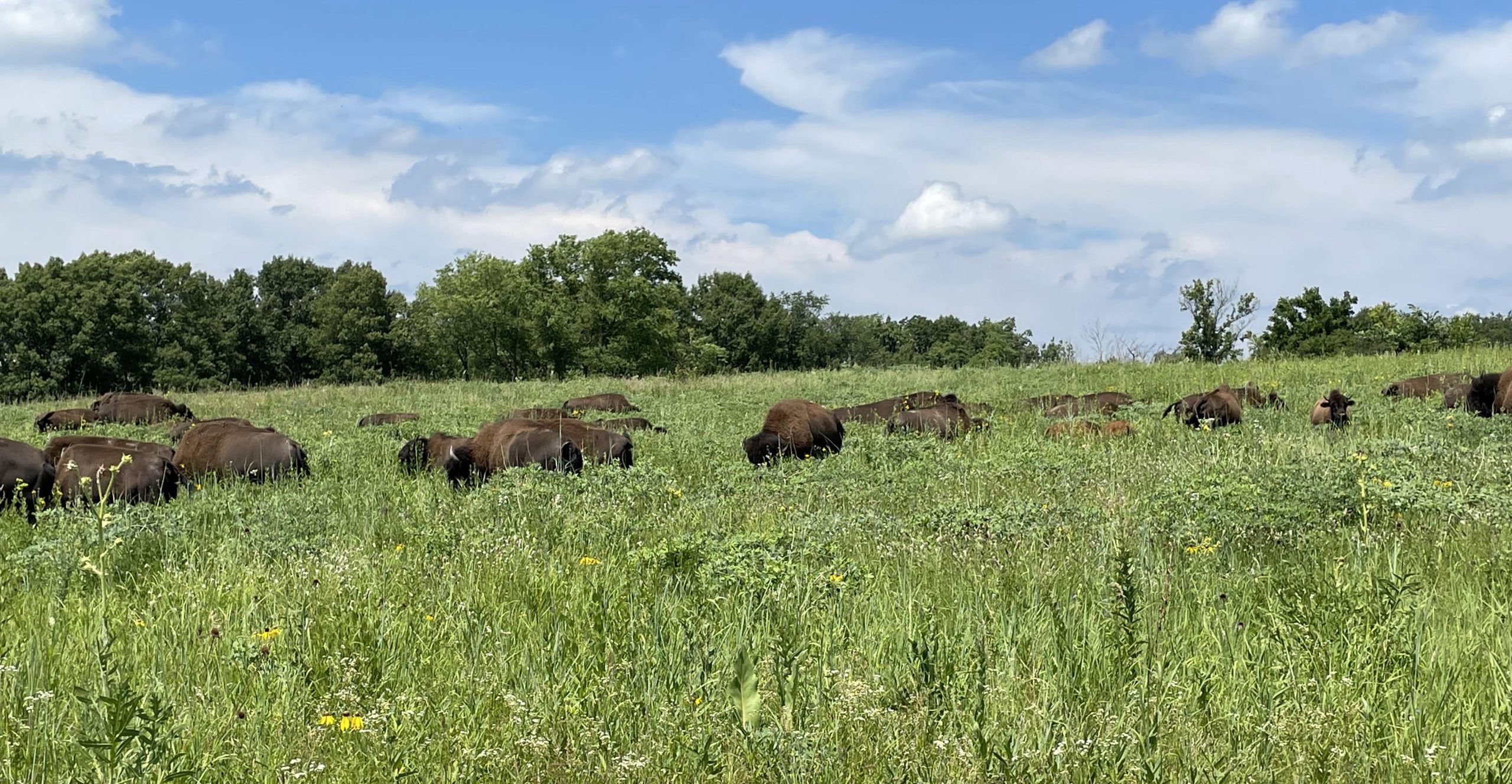Jennifer Bell bison at Nachusa Grasslands (Photo: Jennifer Bell - University of Wyoming)