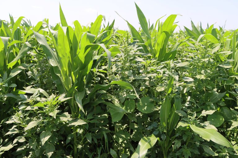 Palmer amaranth in a corn crop. (Photo courtesy of BASF.)