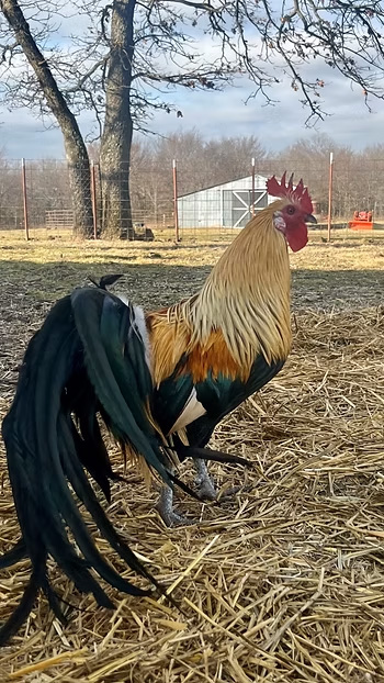 Rooster at No Rulz Ranch Hatchery, Beggs, OK.